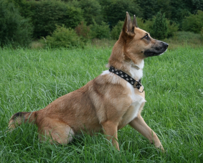 Emma (Australian Shepherd, Malinois) Australian Shepherd Malinois 